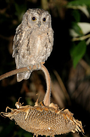 Petit-duc scops 
&copy; Xavier Libert
