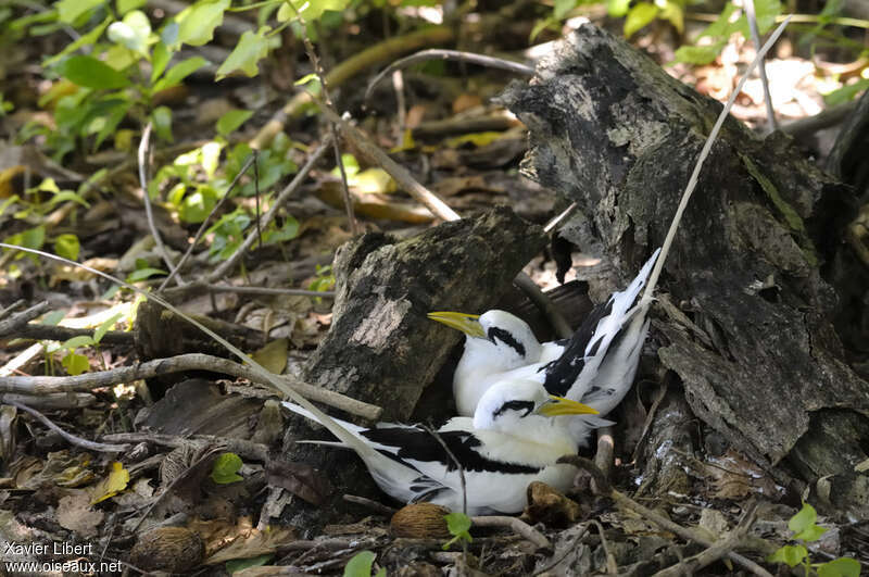 White-tailed Tropicbirdadult breeding, identification, Behaviour