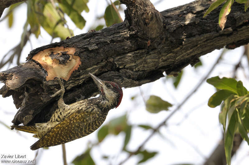 Golden-tailed Woodpecker male adult, identification