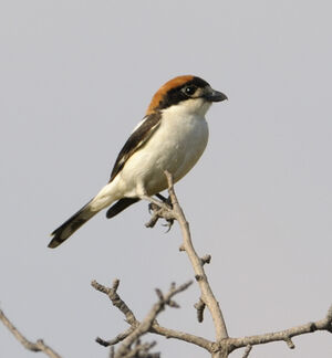 Pie-gri�che � t�te rousse 
&copy; Xavier Libert