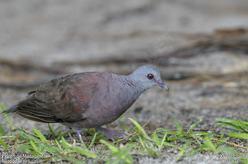 Malagasy Turtle Dove, identification