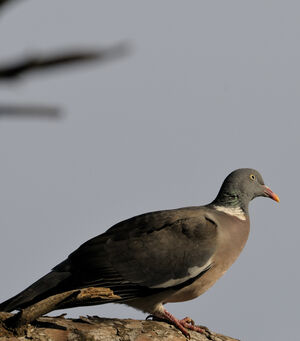 Pigeon ramier 
&copy; Xavier Libert