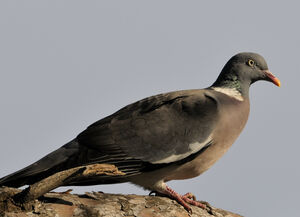 Pigeon ramier 
&copy; Xavier Libert
