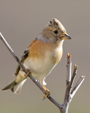 Brambling 
&copy; Xavier Libert