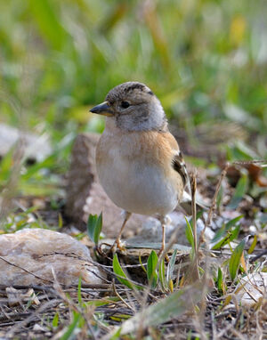 Brambling 
&copy; Xavier Libert