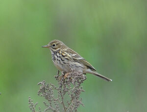 Meadow Pipit 
&copy; Xavier Libert