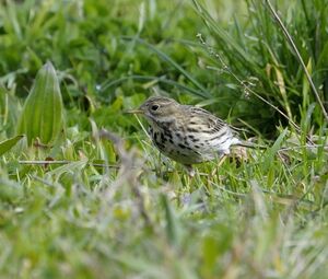 Meadow Pipit 
&copy; Xavier Libert
