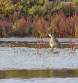 Grey Plover 
&copy; Xavier Libert