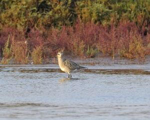 Grey Plover 
&copy; Xavier Libert
