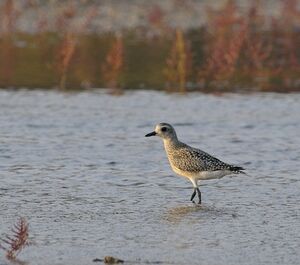 Grey Plover 
&copy; Xavier Libert
