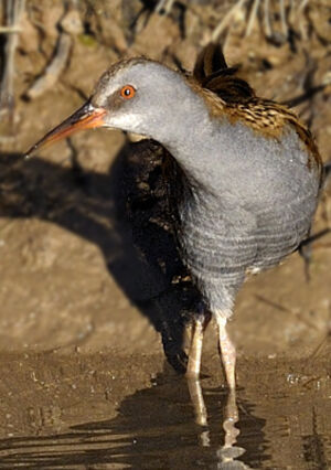 Water Rail 
&copy; Xavier Libert