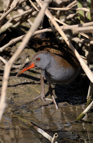 Water Rail 
&copy; Xavier Libert