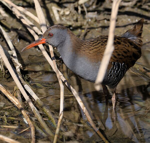 Water Rail 
&copy; Xavier Libert