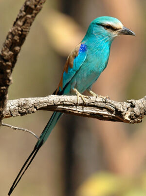 Abyssinian Roller