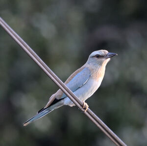 European Roller