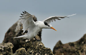 Lesser Crested Tern 
&copy; Xavier Libert