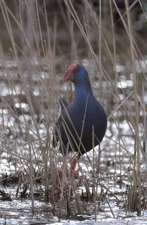 Purple Swamphen 
&copy; Xavier Libert