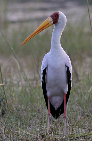 Tantale ibis