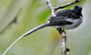 Malagasy Paradise Flycatcher