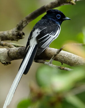 Malagasy Paradise Flycatcher