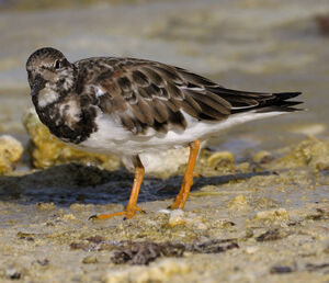 Ruddy Turnstone 
&copy; Xavier Libert