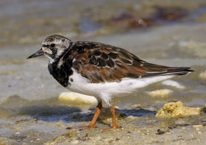 Ruddy Turnstone 
&copy; Xavier Libert