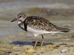 Ruddy Turnstone 
&copy; Xavier Libert