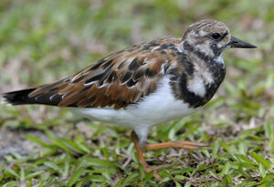 Ruddy Turnstone 
&copy; Xavier Libert