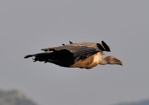 Vautour fauve