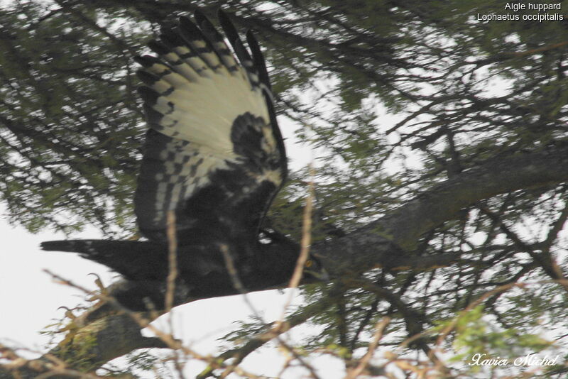 Long-crested Eagle, Flight