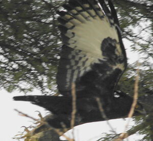 Long-crested Eagle