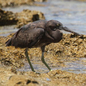Pacific Reef Heron