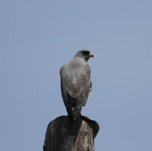 Dark Chanting Goshawk