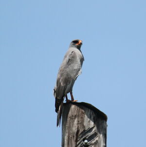Dark Chanting Goshawk