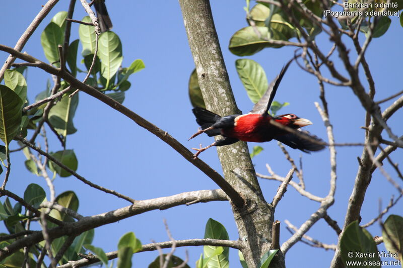 Double-toothed Barbet, Flight