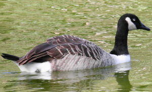 Canada Goose