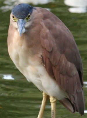 Nankeen Night Heron