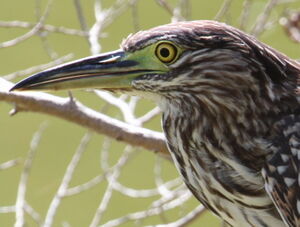 Nankeen Night Heron