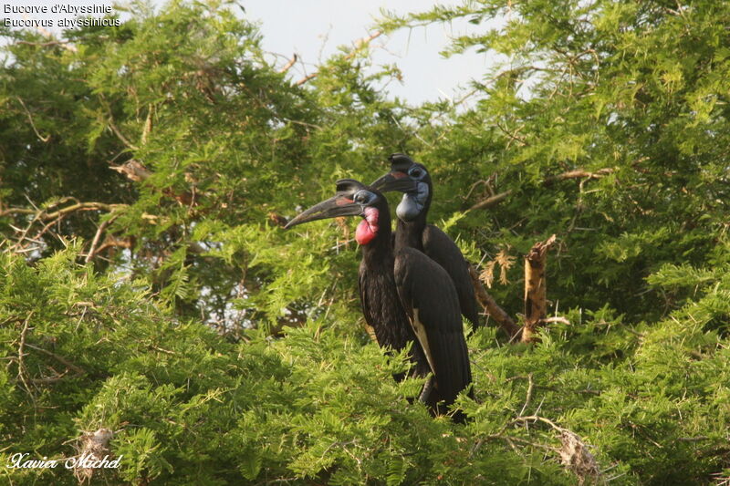 Abyssinian Ground Hornbill 