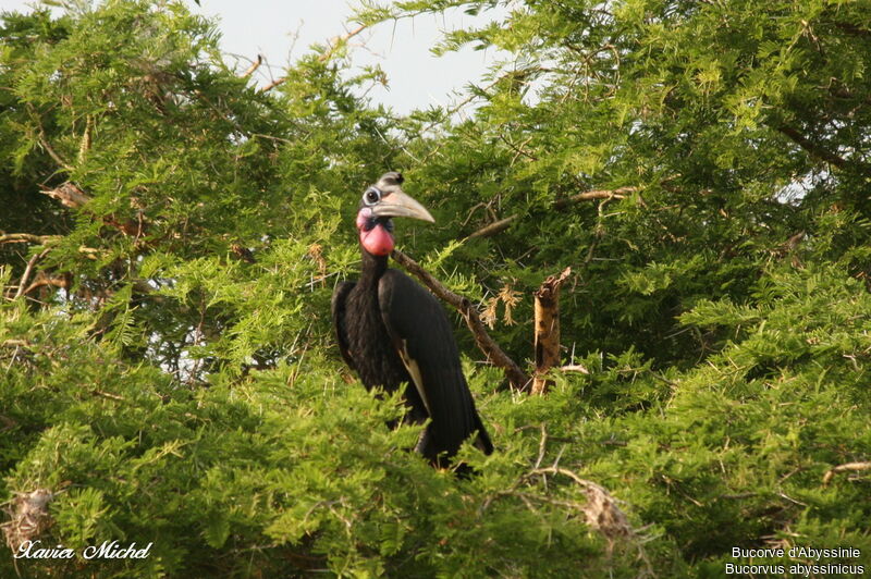 Abyssinian Ground Hornbill male