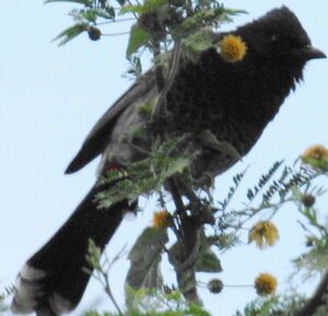 Red-vented Bulbul