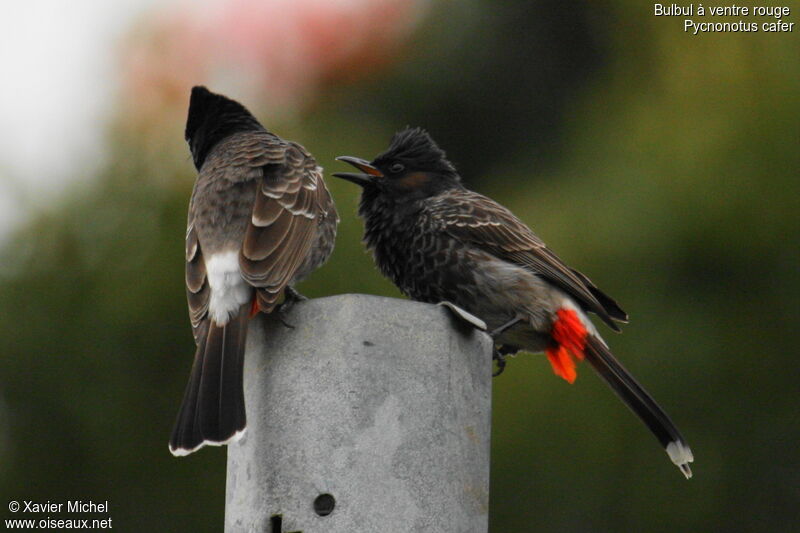 Red-vented Bulbul, identification