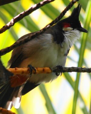 Bulbul orph�e