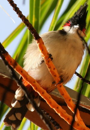Bulbul orph�e
