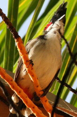 Bulbul orph�e
