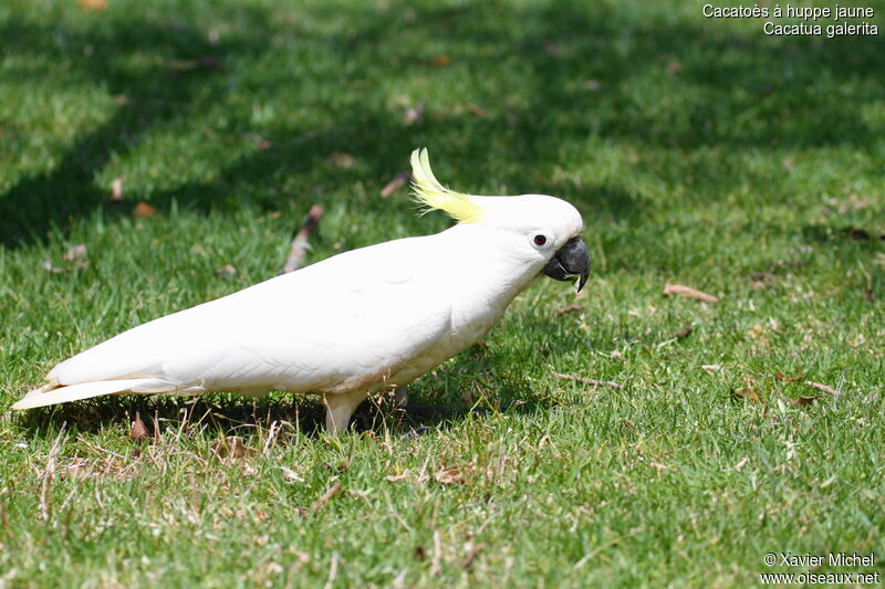 Sulphur-crested Cockatoo, identification