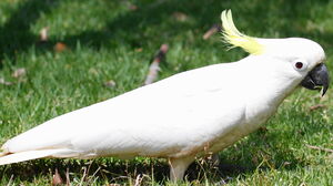 Cacatoès à huppe jaune