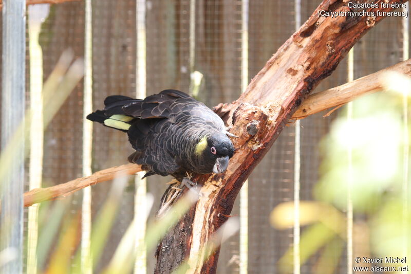 Yellow-tailed Black Cockatooadult