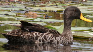 Yellow-billed Duck