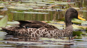 Yellow-billed Duck